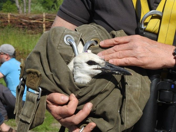 16 cigogneaux ont été bagués au Zwin Parc Nature 