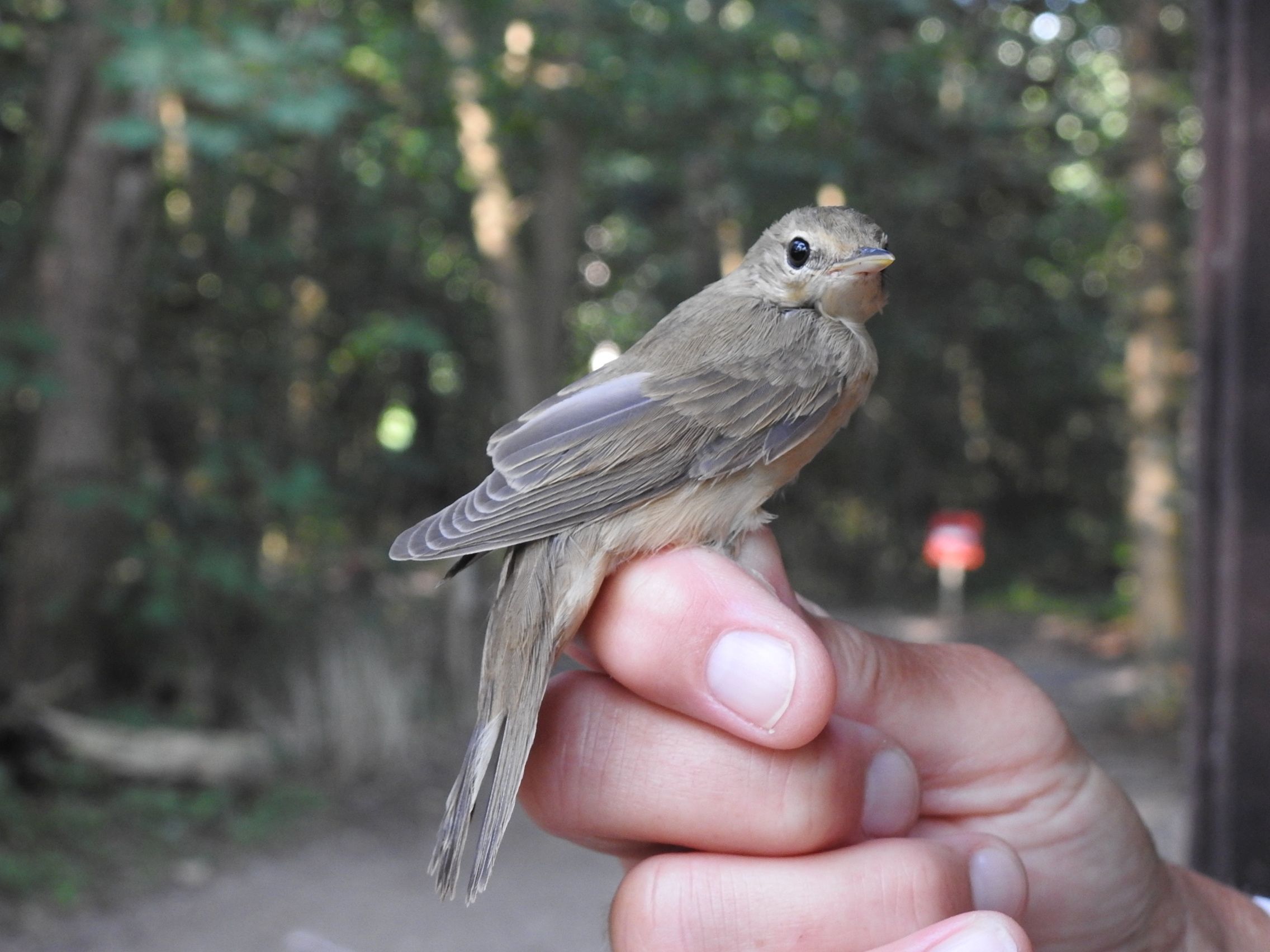 Vogelringen