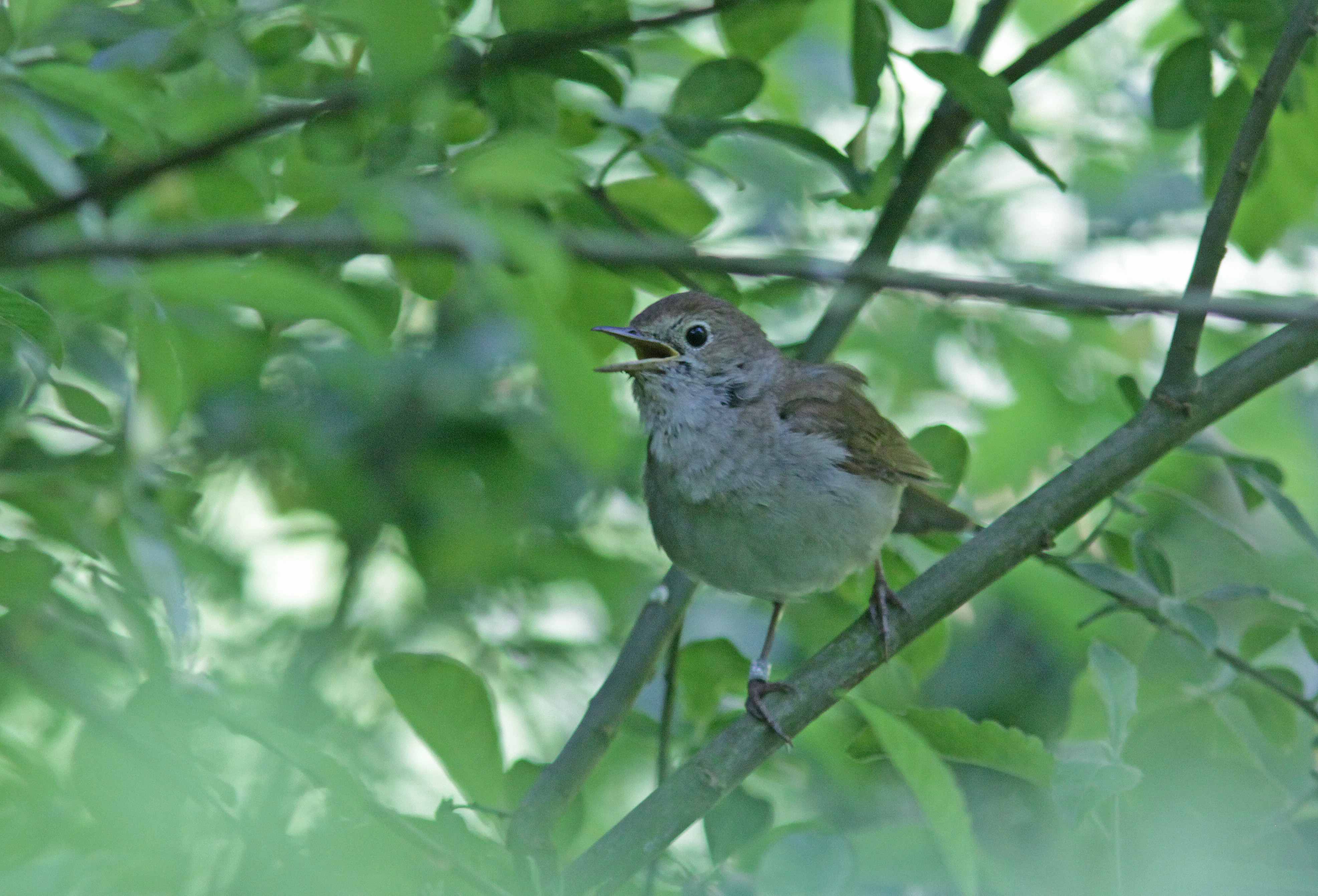 De vogel en de componist - Fernand Rochette