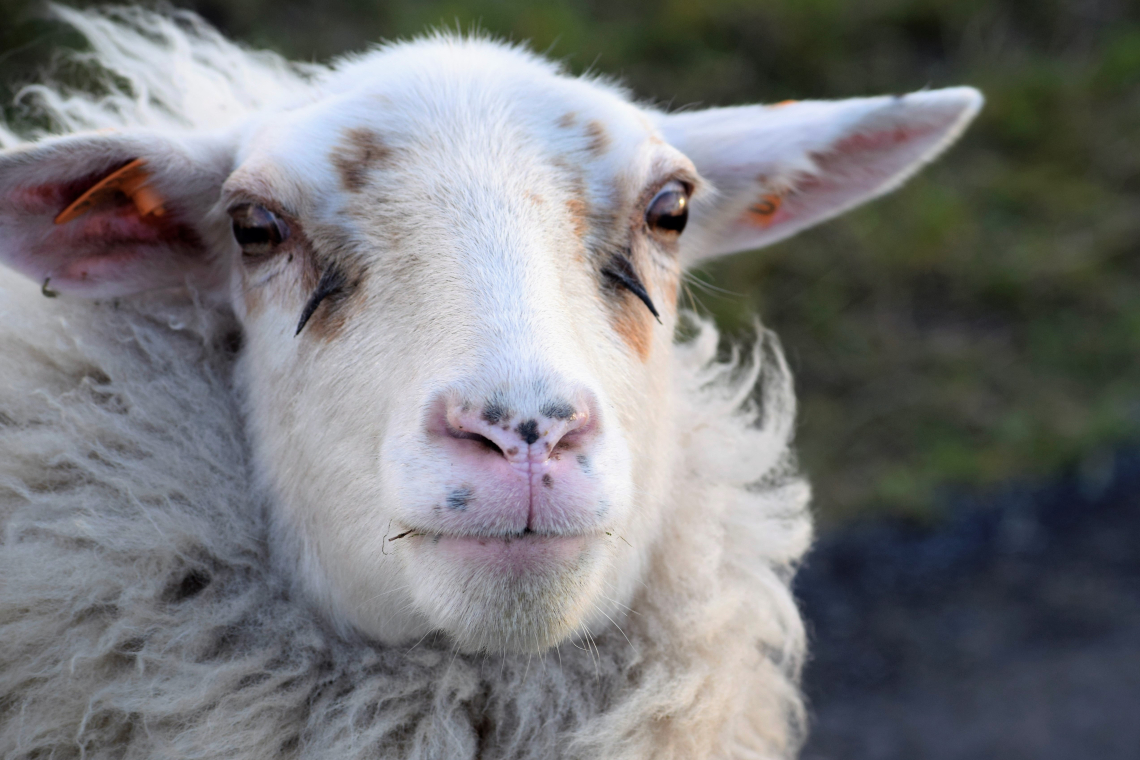 Schaap Zwindijk