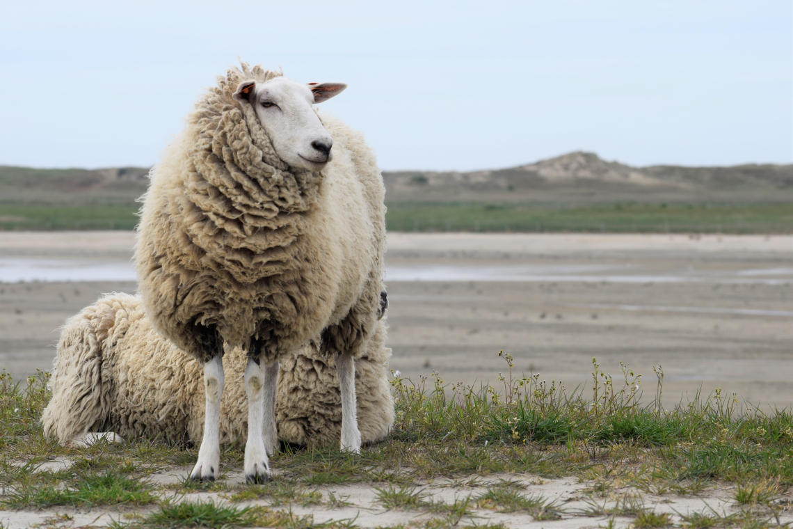 Schapen Zwindijk