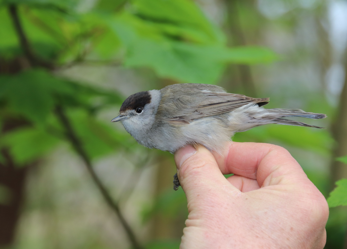 Vogelringen