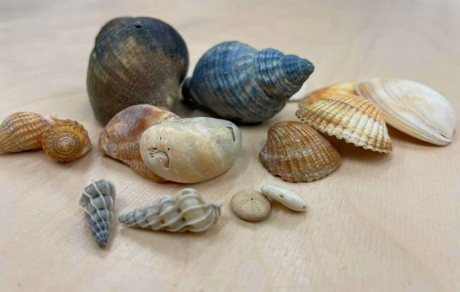 Mémoire des coquillages