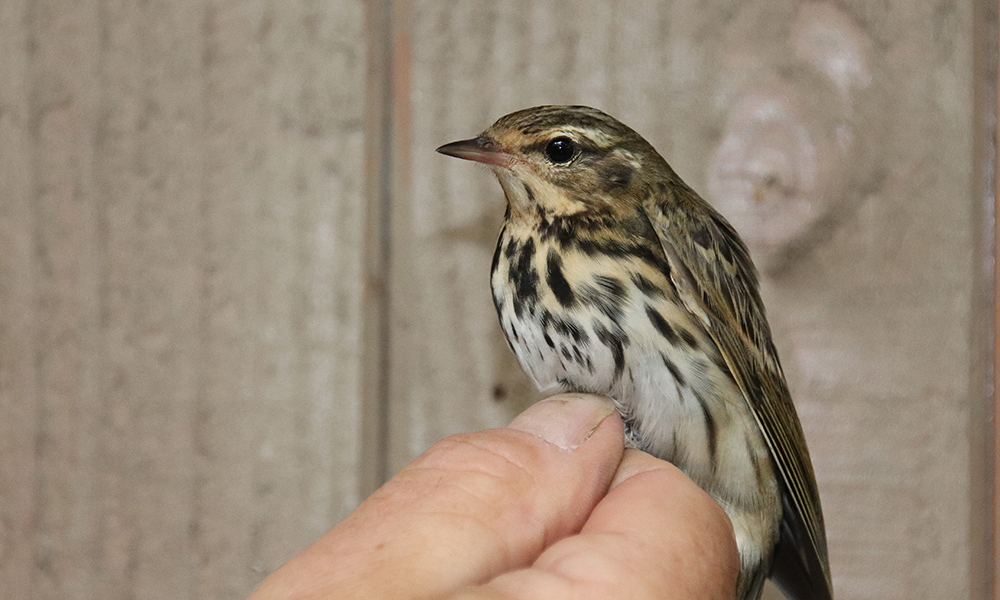 siberische boompieper