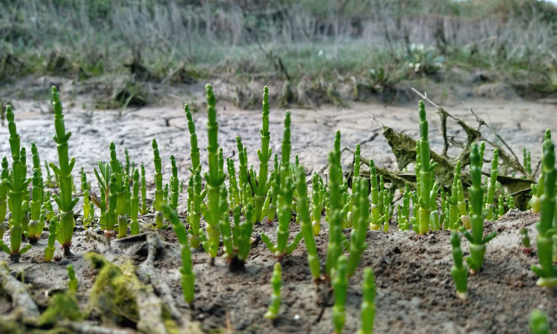 planten