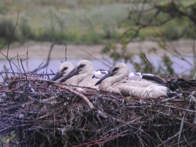 Ooievaars nest 