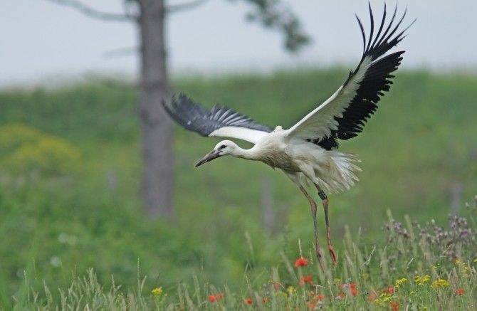 Zenderooievaar