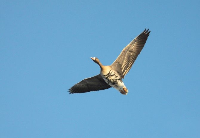 Gans