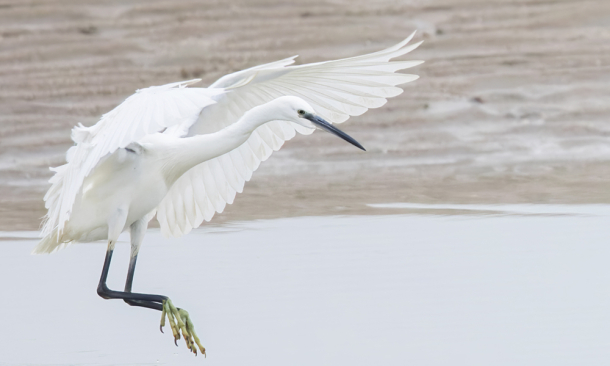 kleine zilverreiger