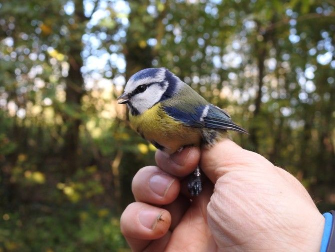 Le Zwin en été