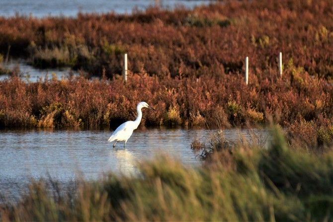 Kleine Zilverreiger