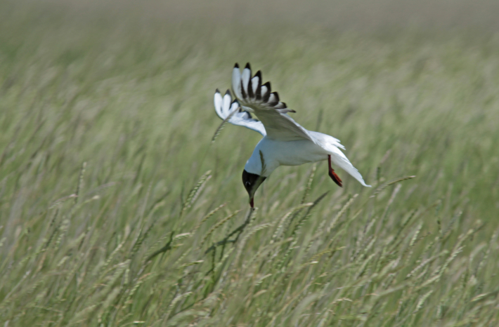 Trekvogelsymposium