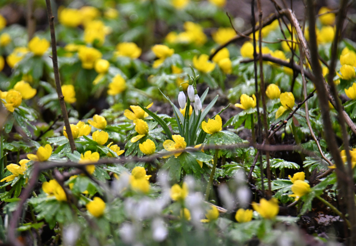 stinzenplanten