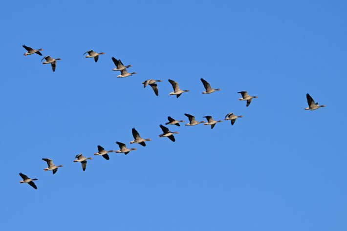 vogeltrek