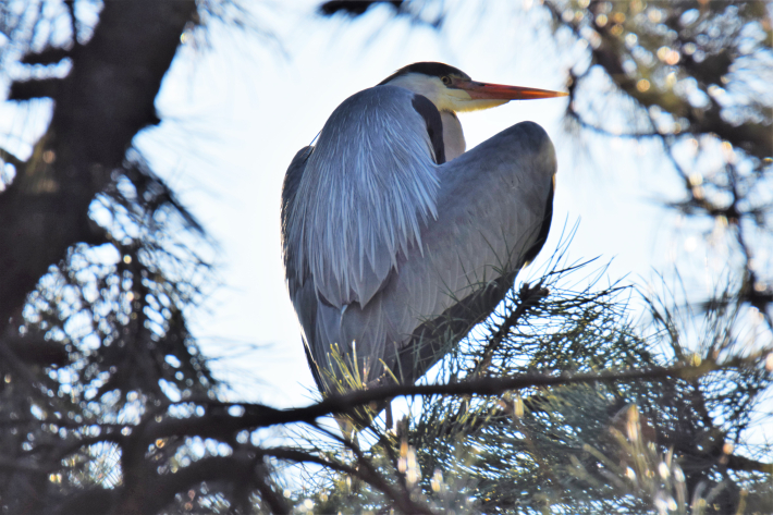 blauwe reiger
