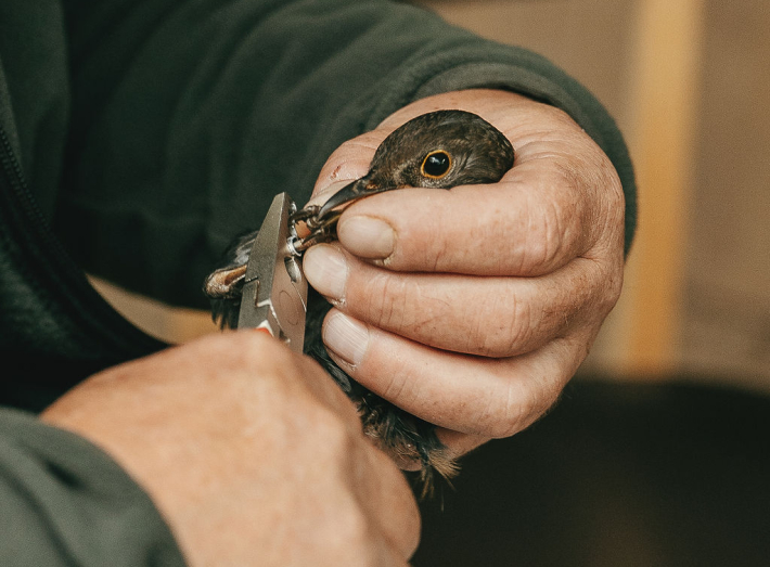 Vögel beringen