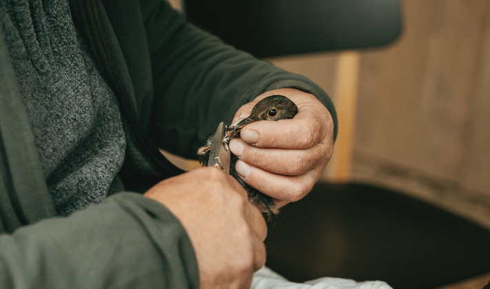 la bague à la patte