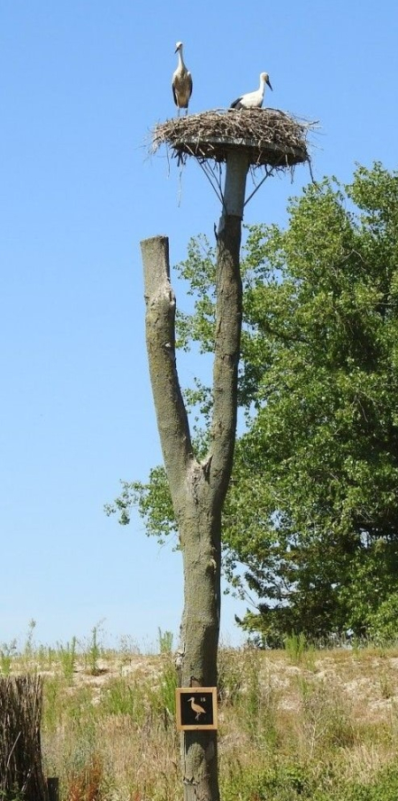 Ooievaars nest