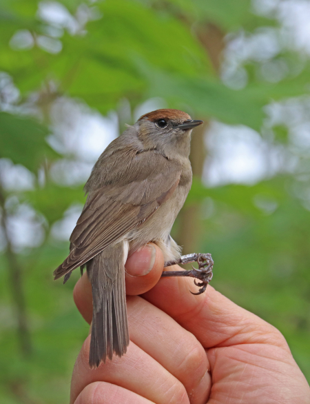 Vogelringen