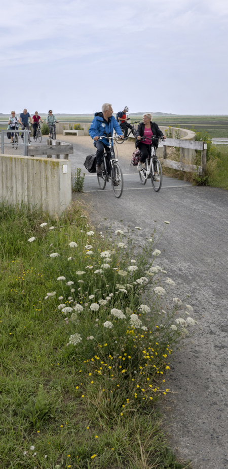 Découvrir la digue du Zwin à vélo (15 km)