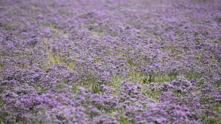 Au Zwin Parc Nature, un tapis mauve de lavandes de mer en fleur recouvre la plaine du Zwin 