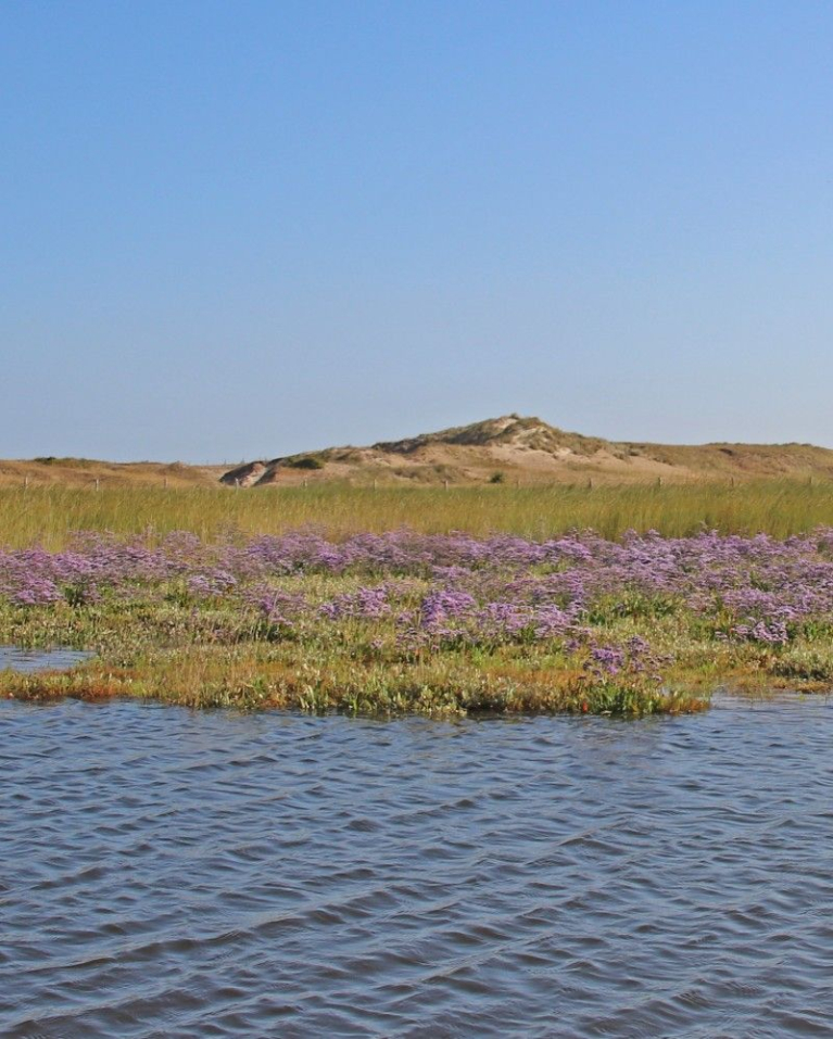 Zwinvlakte - lamsoor