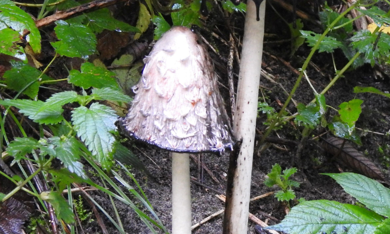 Paddenstoelen