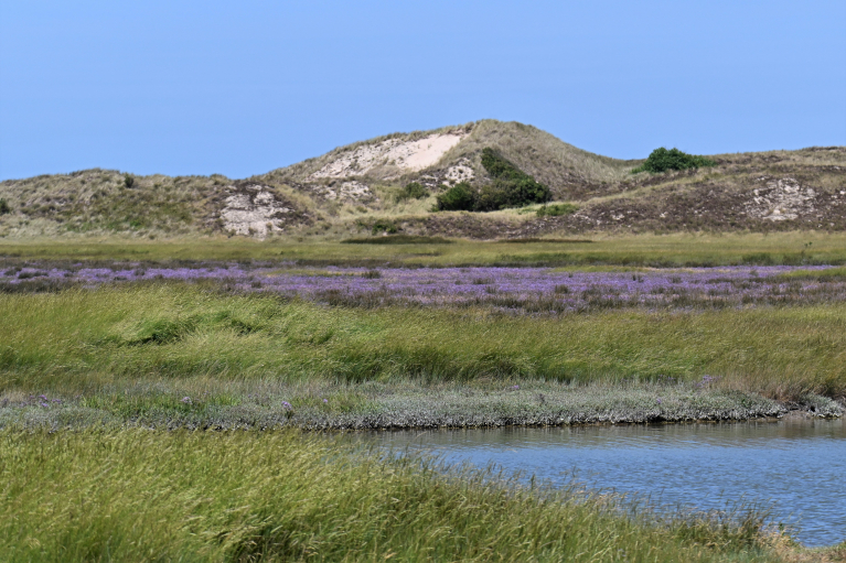 Zwinvlakte