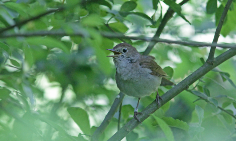 De vogel en de componist - Fernand Rochette