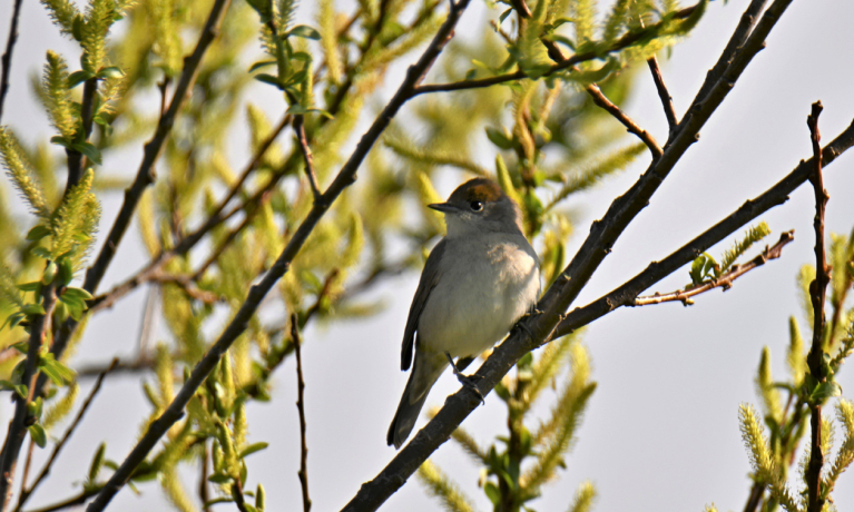 vogeltelweekend