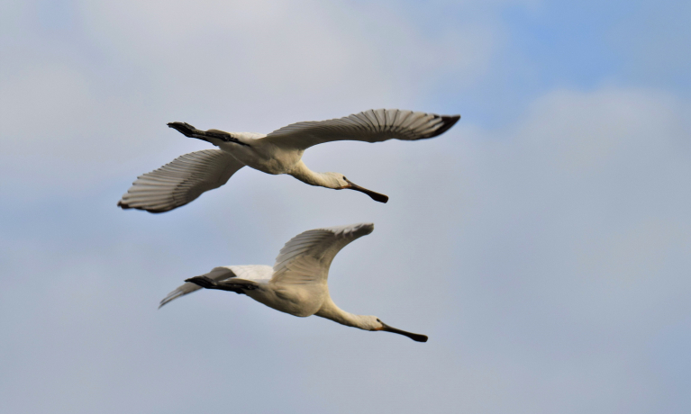 vogeltrekdagen
