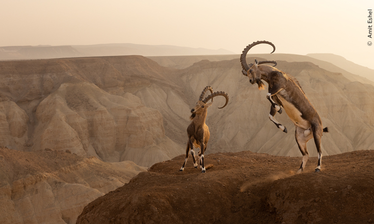 wildlife photographer of the year