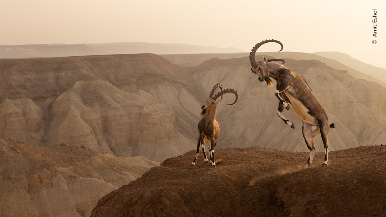 wildlife photographer of the year - amit eshel