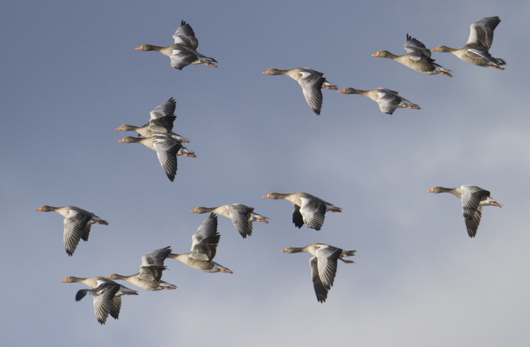 migration des oiseaux