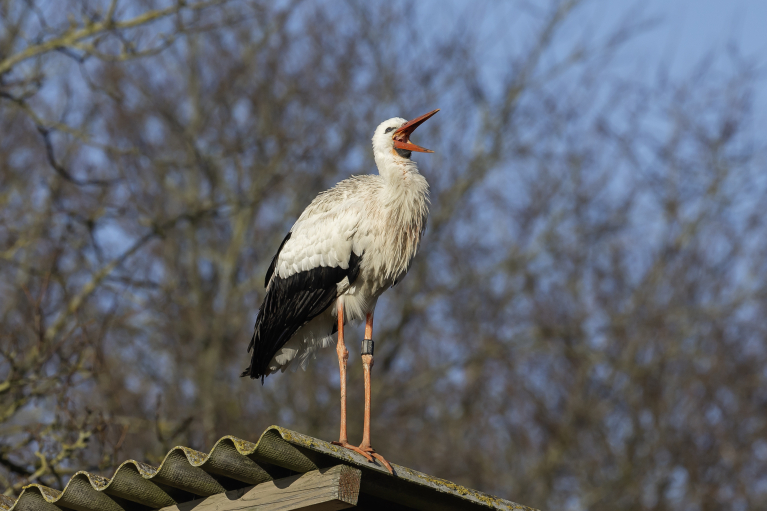 ooievaarwandeling