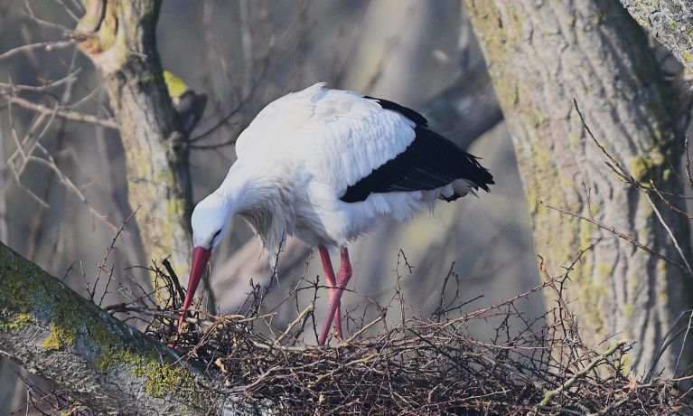 ooievaars lente