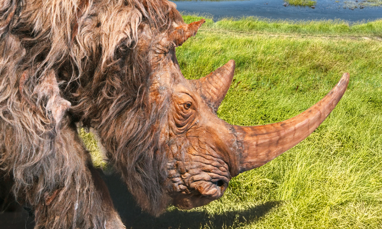 Wolharige neushoorn