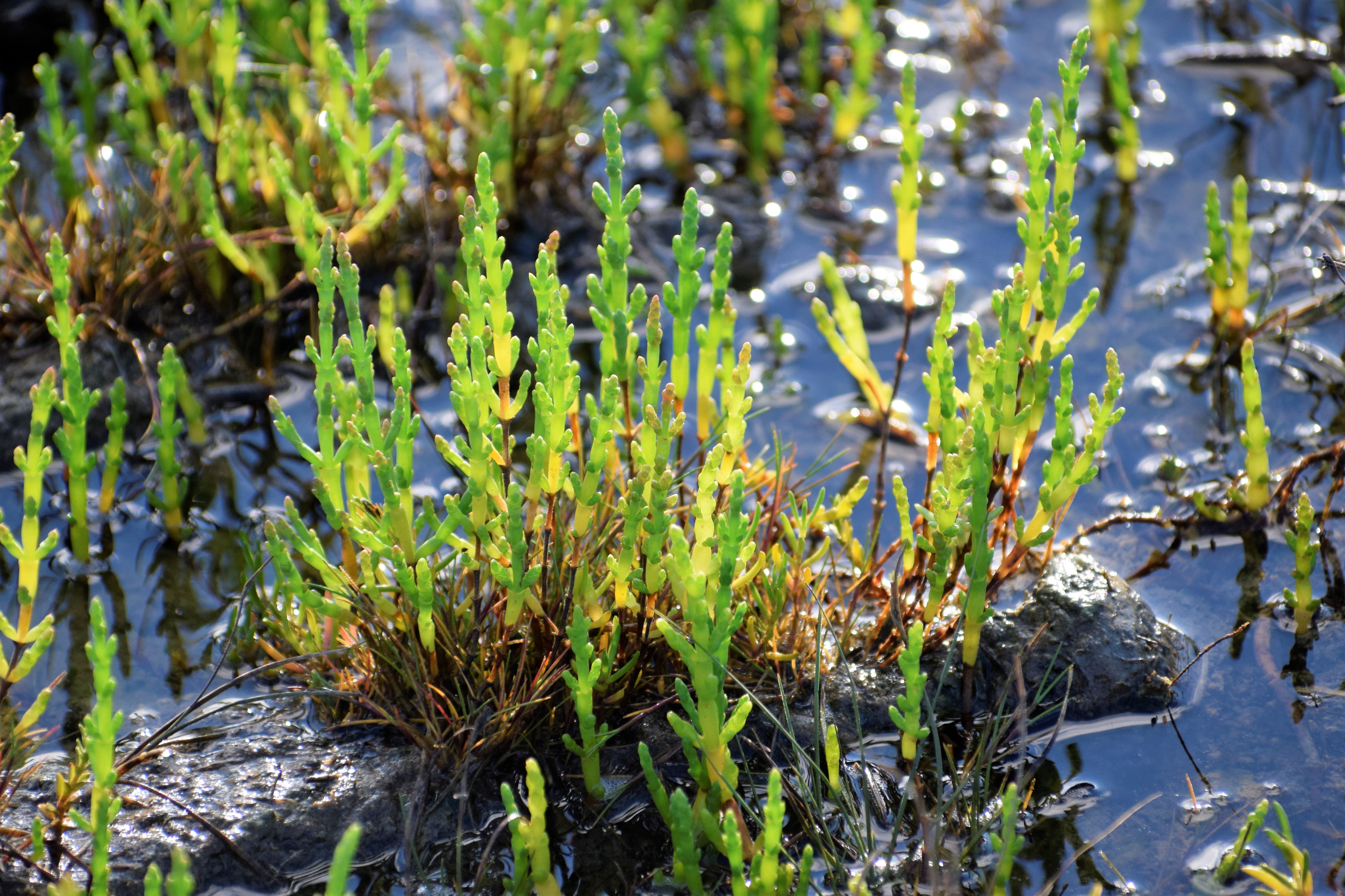 Planten in de Zwinvlakte