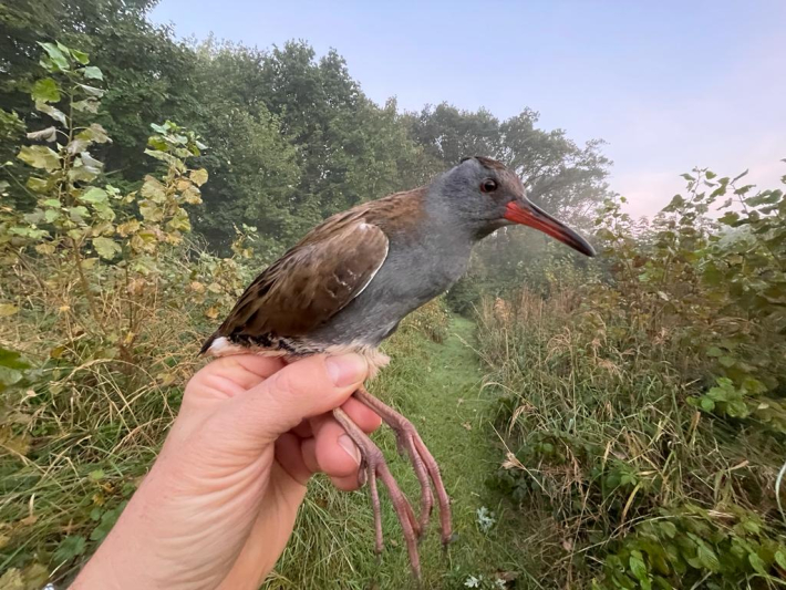 Vogelringen