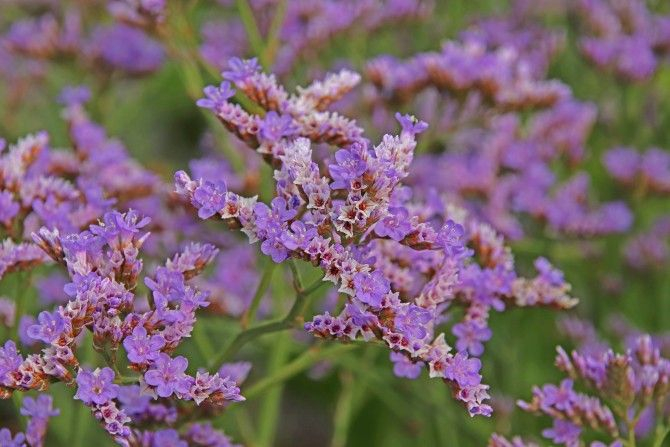 Au Zwin Parc Nature, un tapis mauve de lavandes de mer en fleur recouvre la plaine du Zwin 