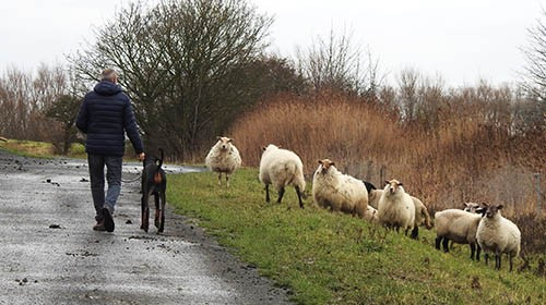 hond aan de leiband