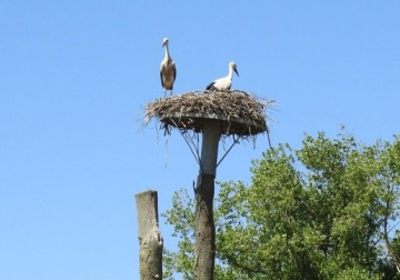 Ooievaars op nest