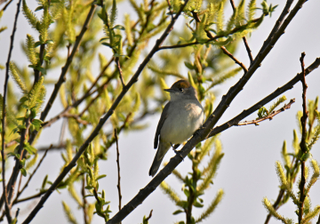 vogeltelweekend