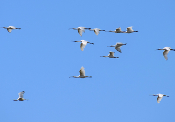 Vogeltrekwandeling
