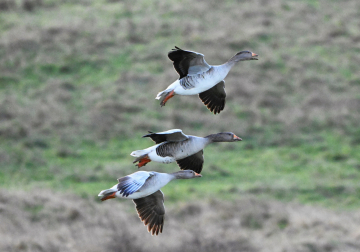 watervogelwandelingen