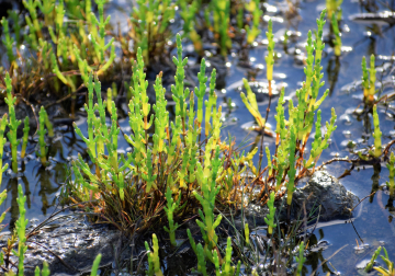 Planten in de Zwinvlakte