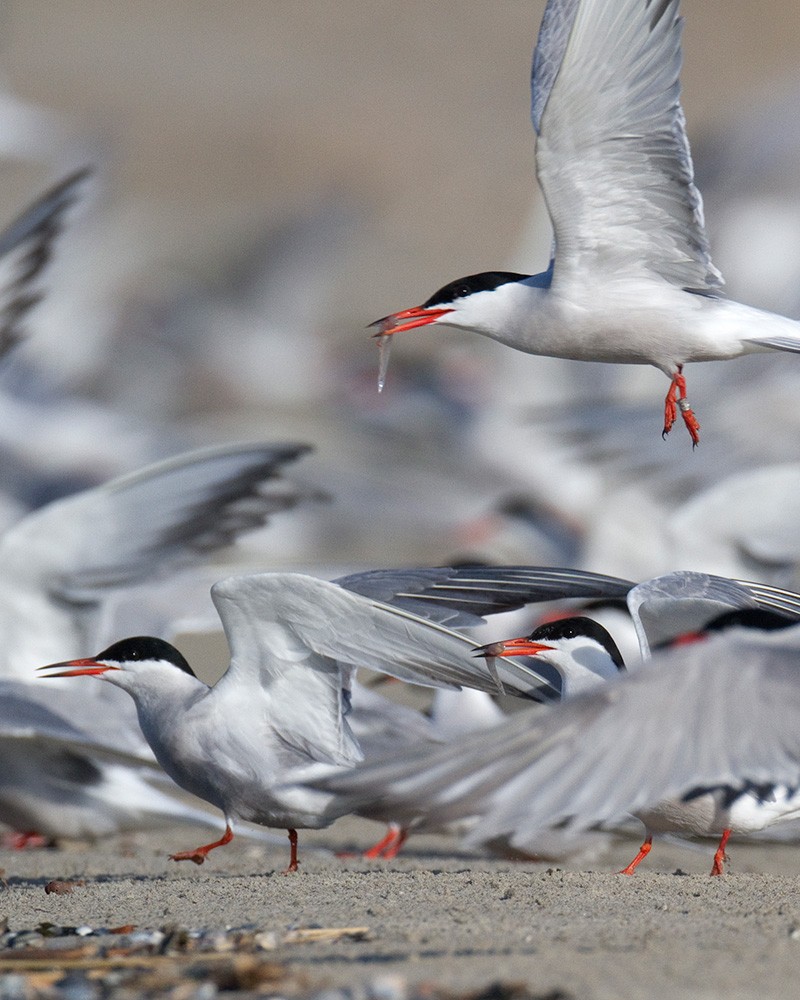 Prachtige vogels